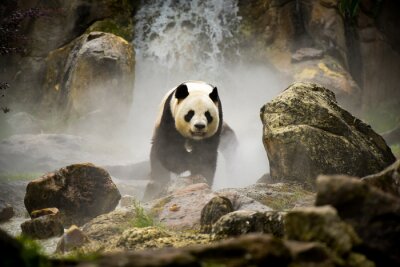 Panda Panda vor dem Hintergrund eines Wasserfalls