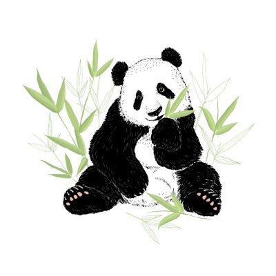 Panda Pandabär frisst Bambusblätter