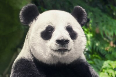 Panda Schöner schwarz-weißer Panda
