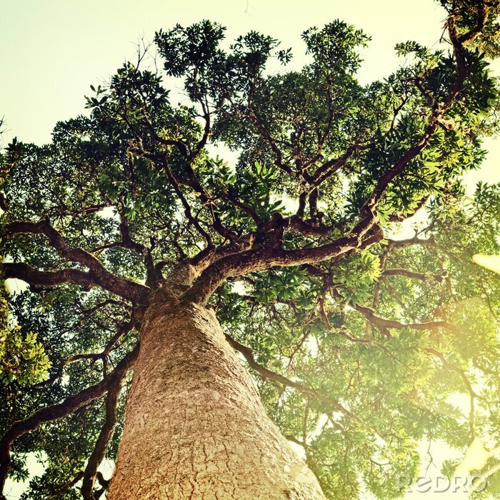 Poster 3D-Baum mit Himmel imHintergrund