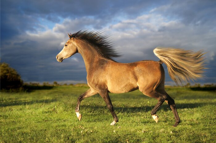 Poster 3D majestätisches Tier