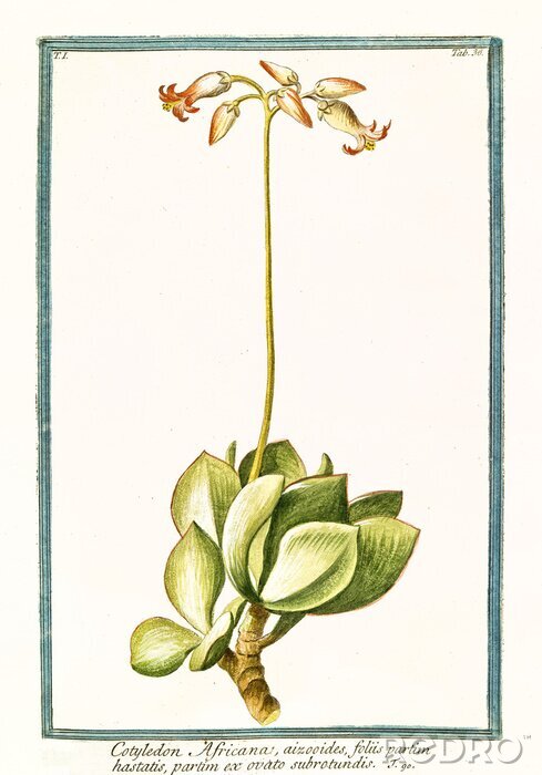 Poster Abbildung einer exotischen Pflanze in einem grünen Rahmen