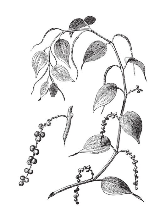 Poster Abbildung eines schwarzen Pfefferzweigs mit Kugeln