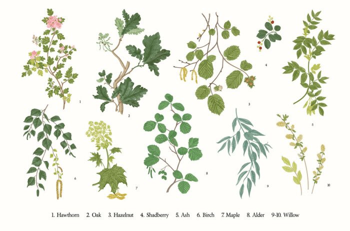 Poster Abbildung mit Ästen