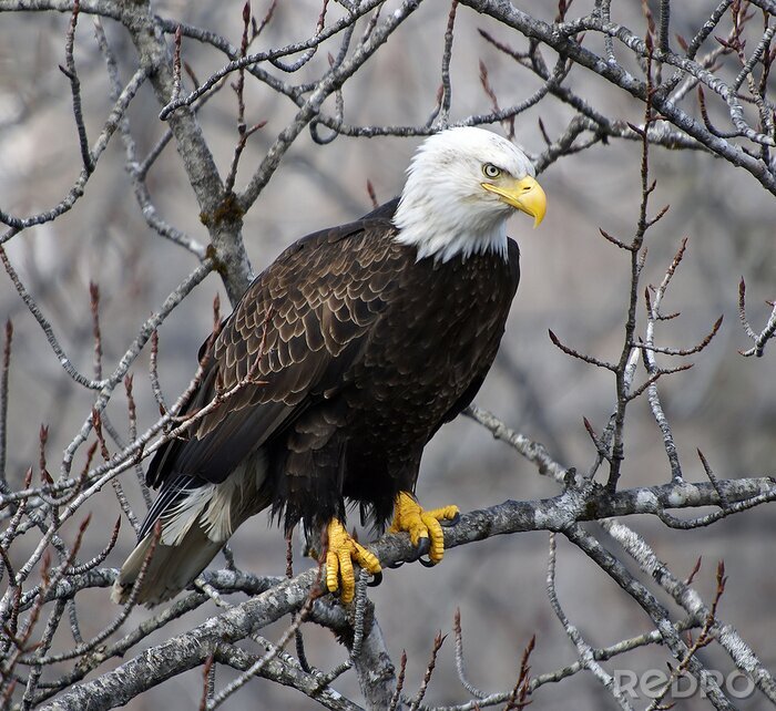 Poster Adler auf einem Ast