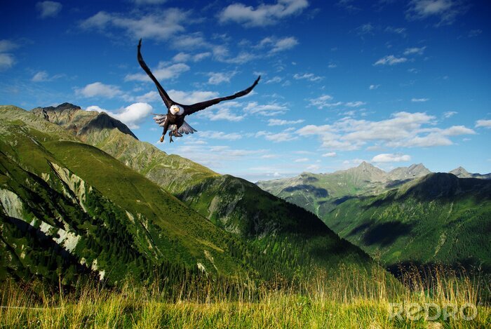 Poster Adler mit einer Gebirgslandschaft im Hintergrund