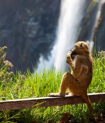 Poster Affe Tier auf dem Hintergrund vom Wasserfall