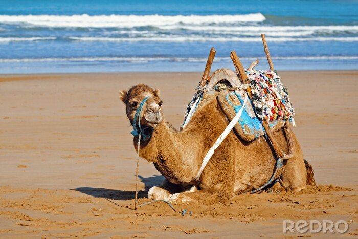 Poster Afrika ein Kamel, das sich am Meeresufer ausruht