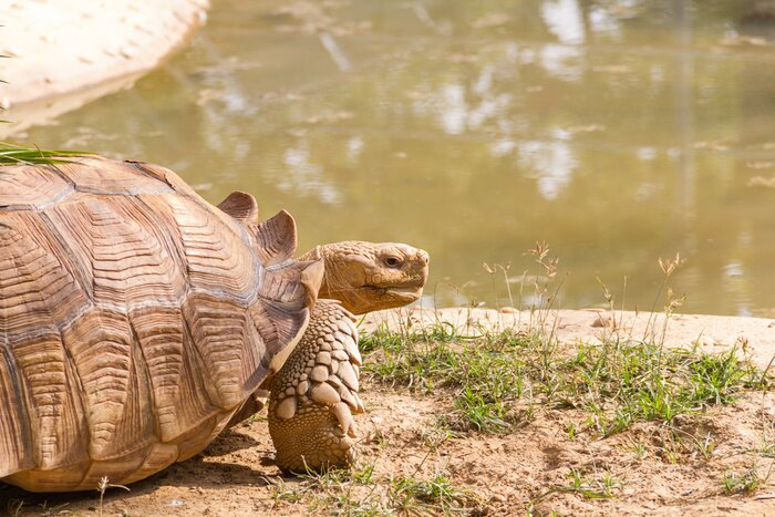 Poster Afrika Tiere eine Riesenschildkröte am Wasser