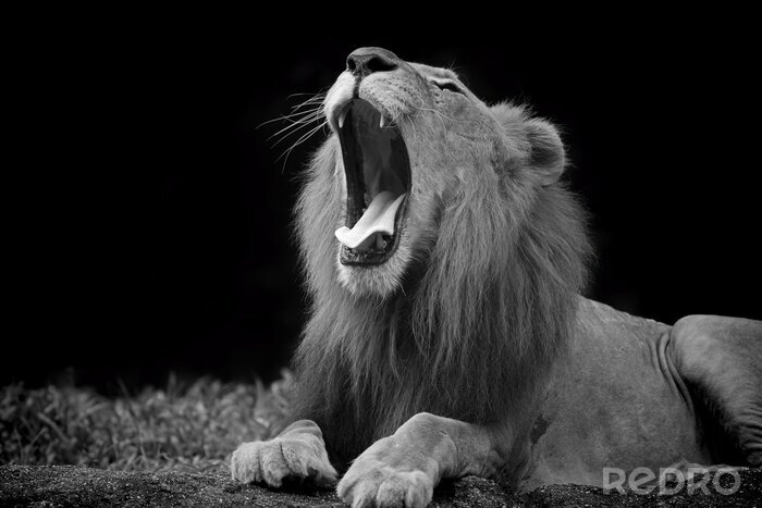 Poster Afrika Tiere Löwe auf dem Schwarz-Weiß-Foto
