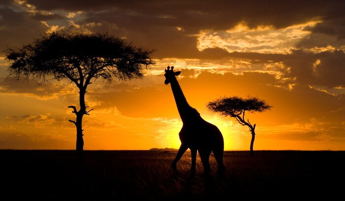 Poster Afrikanische Landschaft mit Giraffe