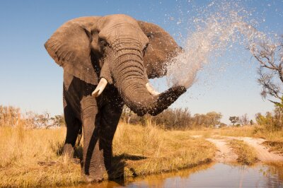 Afrikanischer Elefant an der Wassertränke