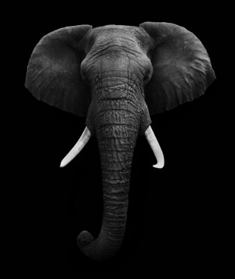 Afrikanischer Elefant auf schwarzem Hintergrund