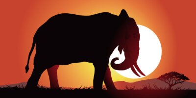 Poster Afrikanischer Elefant bei Sonnenuntergang