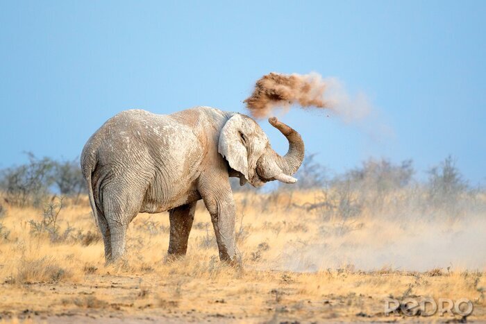 Poster Afrikanischer Elefant im Sand