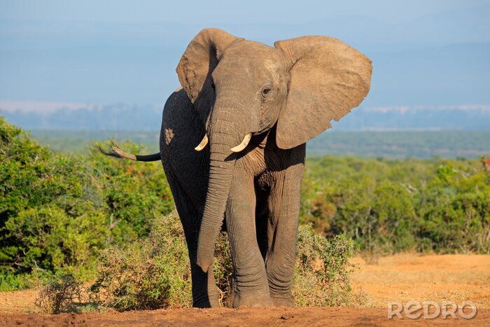 Poster Afrikanischer Elefant und Landschaft