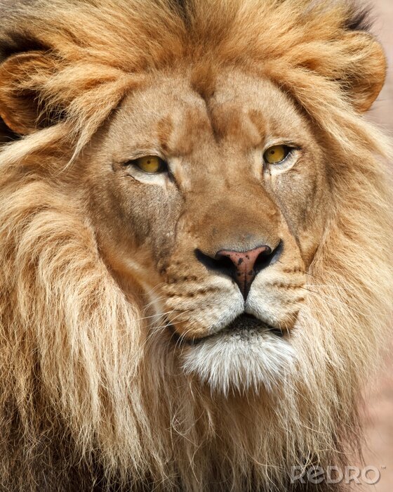 Poster Afrikanischer Löwe
