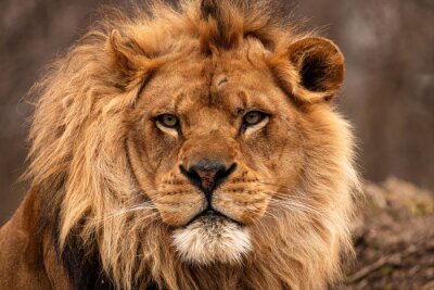 Poster Afrikanischer Löwe in Farbe