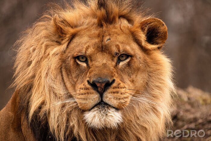 Poster Afrikanischer Löwe in Farbe