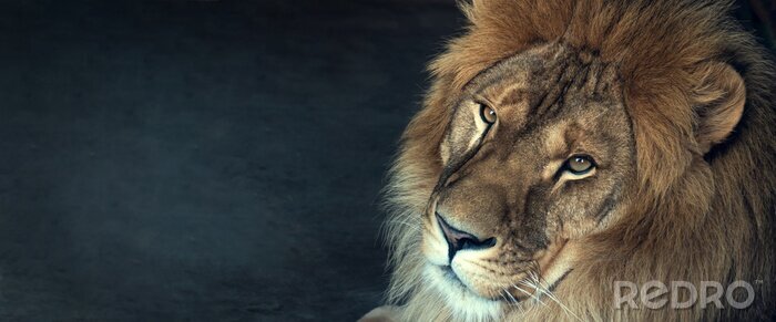 Poster Afrikanischer Löwe in Nahaufnahme