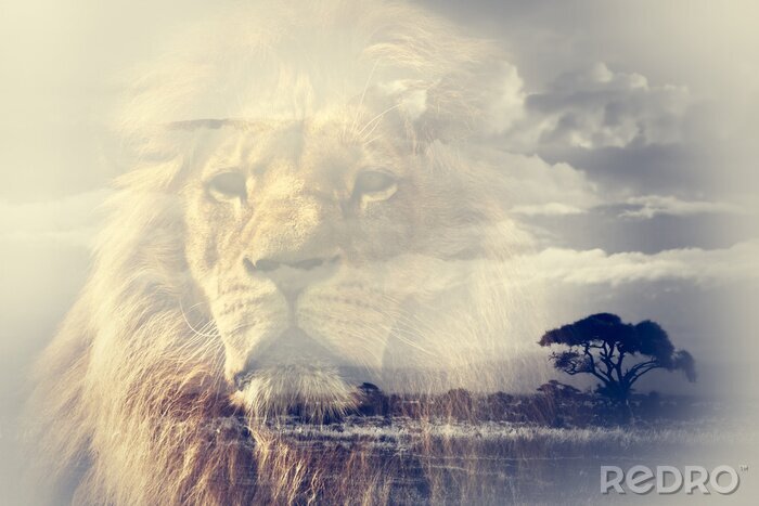 Poster Afrikanischer Löwe mit Savanne im Hintergrund