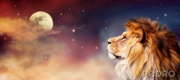 Poster Afrikanischer Löwe schaut den Mond an