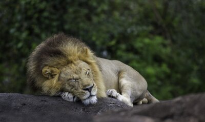 Poster Afrikanischer Löwe schläft auf Felsen