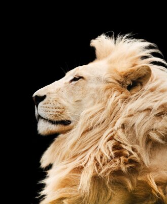Poster Afrikanischer Löwe stolz