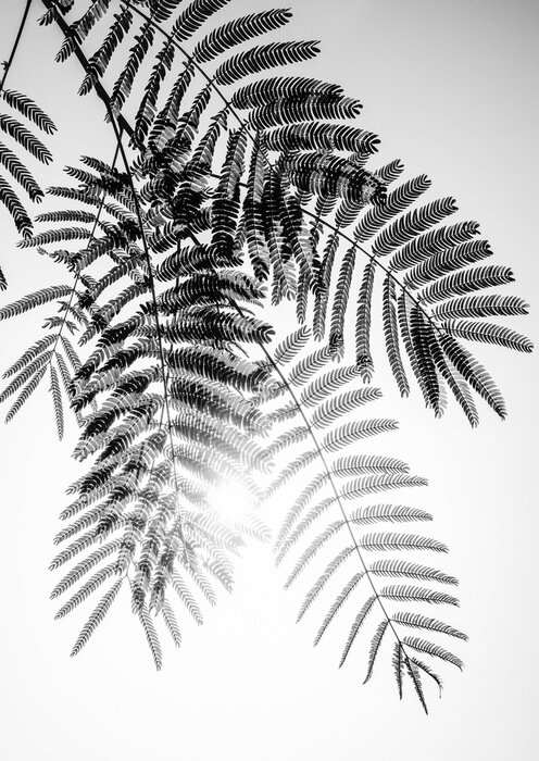 Poster Akazienblätter im Wind