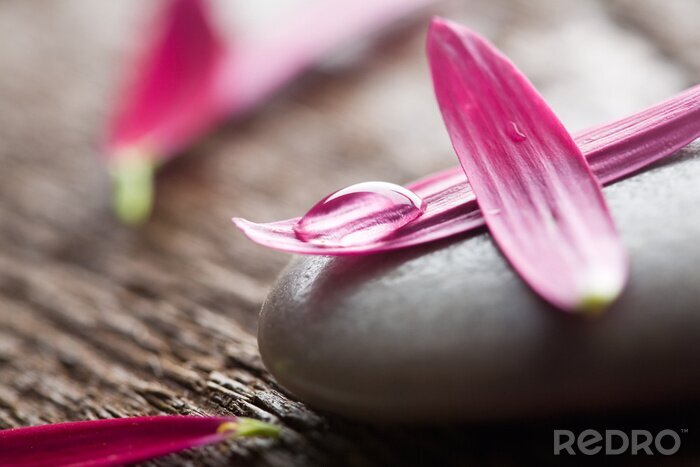 Poster Allegorien von Zen