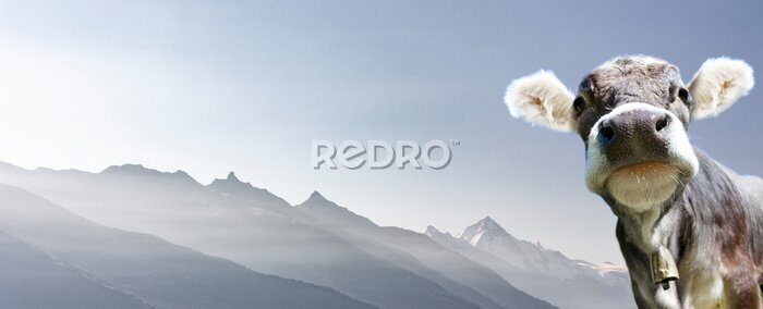 Poster Alpine Kuh vor dem Hintergrund von Bergen