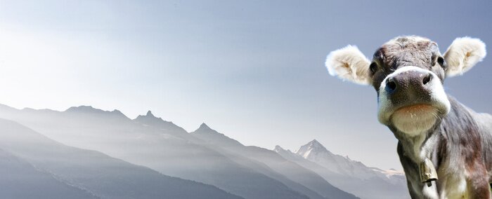 Poster Alpine Kuh vor dem Hintergrund von Bergen