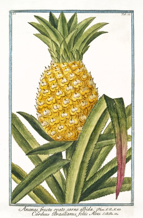 Poster Alte botanische Illustration von Ananas fructu ovato (Ananas vomosus). Von G. Bonelli über Hortus Romanus, publ. N. Martelli, Rom, 1772 - 93