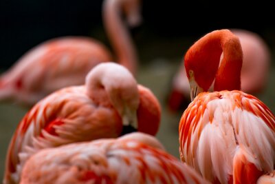 Poster Amerikanische Flamingos