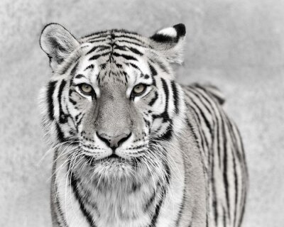 Amur-tiger auf grauem hintergrund