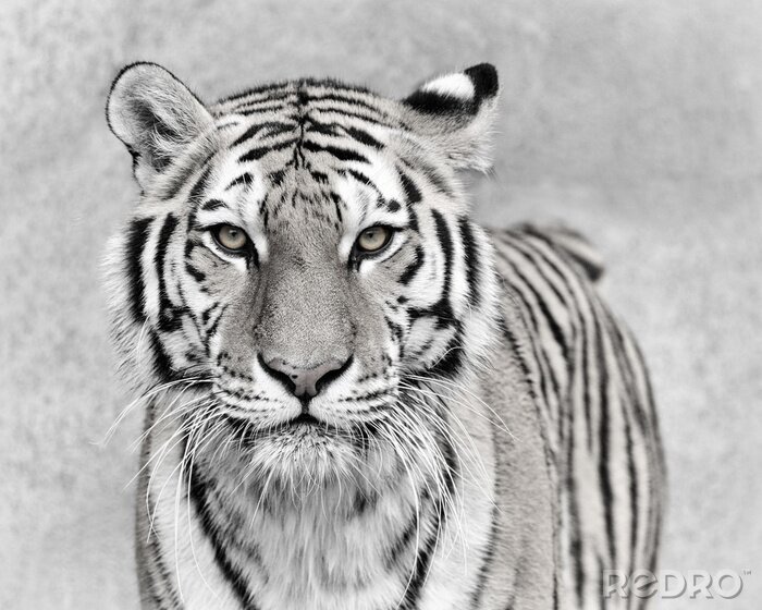Poster Amur-tiger auf grauem hintergrund