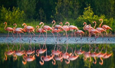 An der wasseroberfläche reflektierende flamingos