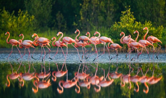 Poster An der wasseroberfläche reflektierende flamingos