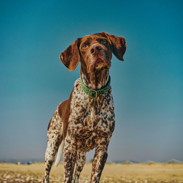 Poster An einem sonnigen Tag mit dem Hund spazieren gehen