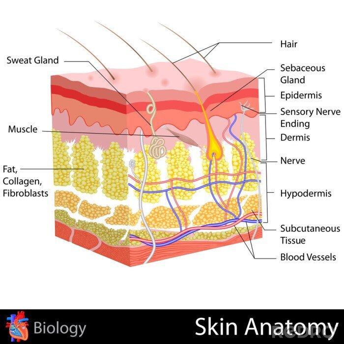 Poster Anatomie der Haut in einer Biologiestunde