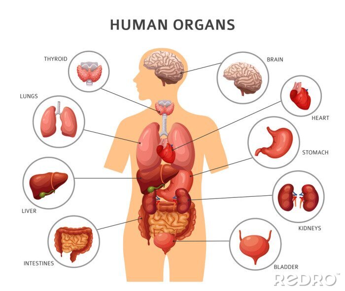 Poster Anatomische Illustration der menschlichen Organe