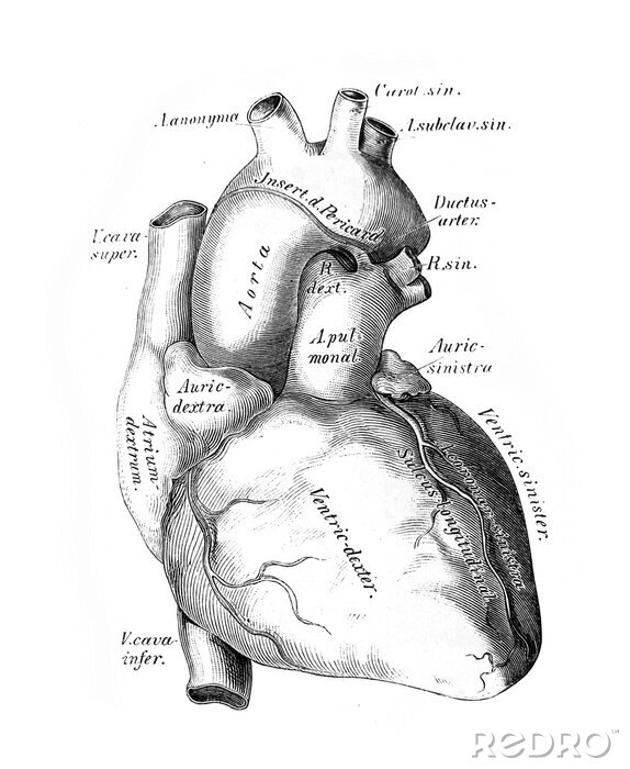Poster Anatomische Illustration des Herzens