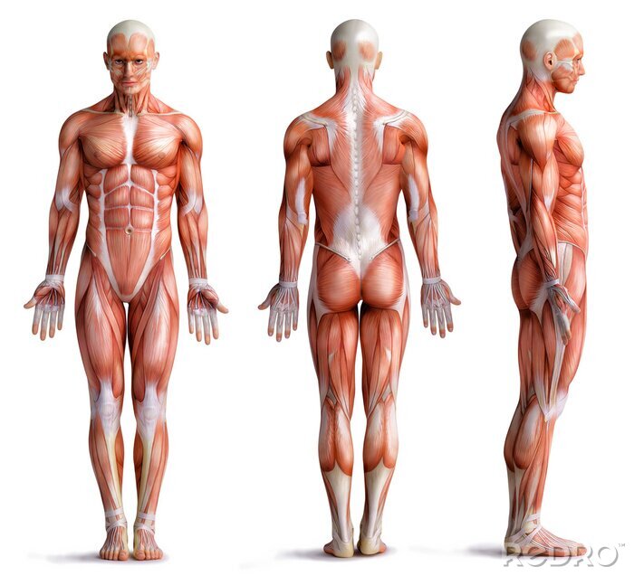 Poster Anatomische Muskeln an einem menschlichen Modell