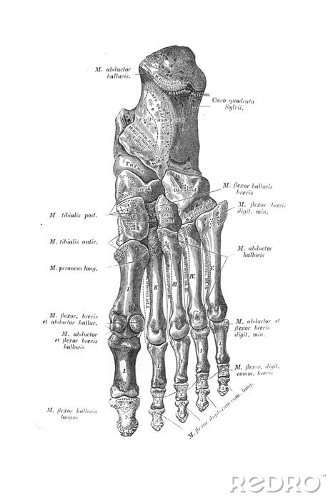 Poster Anatomische Skizze des Fußknochens