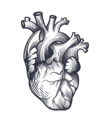 Poster Anatomisches menschliches Herz