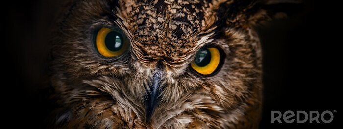 Poster Annäherung an die Augen einer Eule
