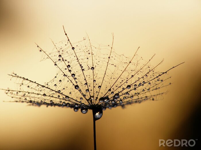 Poster Annäherung an Pusteblume