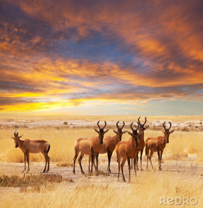 Poster Antilopen vor dem Hintergrund der Pastellwolken