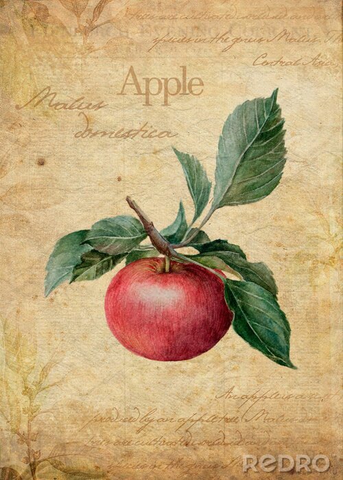 Poster Apfel auf dem Zweig Retro-Illustration