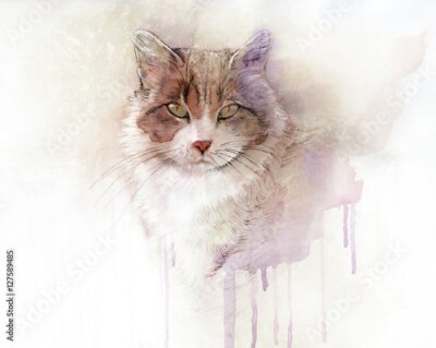 Poster Aquarell einer reinrassigen Katze